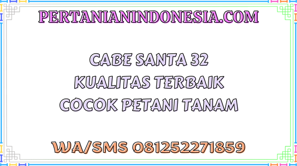 Cabe Santa 32 Kualitas Terbaik Cocok Petani Tanam